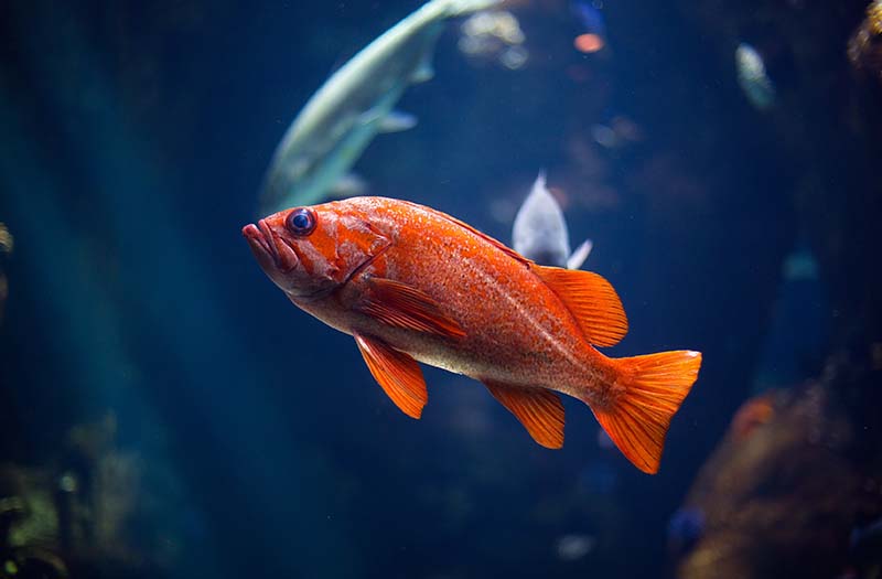 Golden Aquarium King Fish